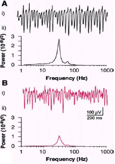 Figura 6: effetti della delezione della Cx36 sull’attività delle onde  gamma indotte da kainato nell’area CA3 dell’ippocampo A) Oscillazioni gamma nei topi WT