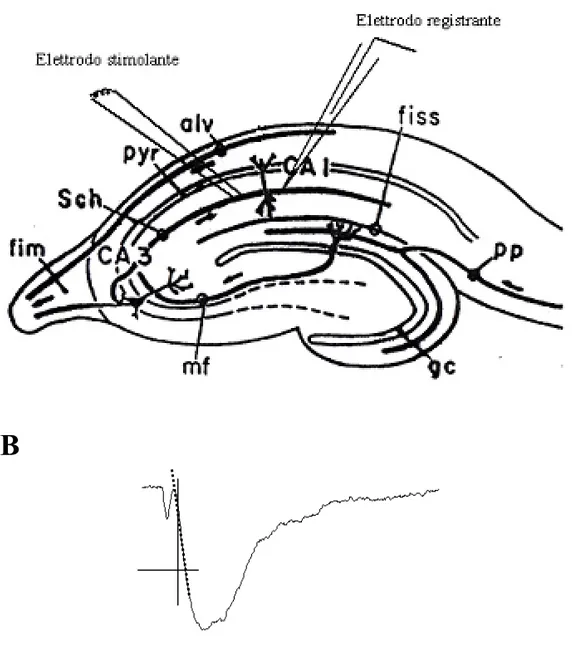 Figura 8. Slice di ippocampo con elettrodi