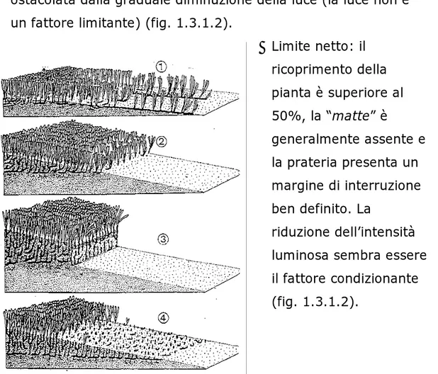 Figura 1.3.1.2: profili schematici del limite inferiore della prateria   di Posidonia oceanica: 1) limite progressivo  2) limite netto          