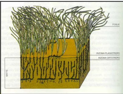 Figura 1.1.2: disegno schematico della ”matte“ e dello strato dei  rizomi e delle foglie di Posidonia oceanica.