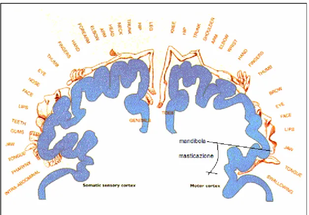 Figura 1.7: rappresentazione delle diverse zone del corpo nella corteccia somestesica (a sinistra) e  motoria (a destra)