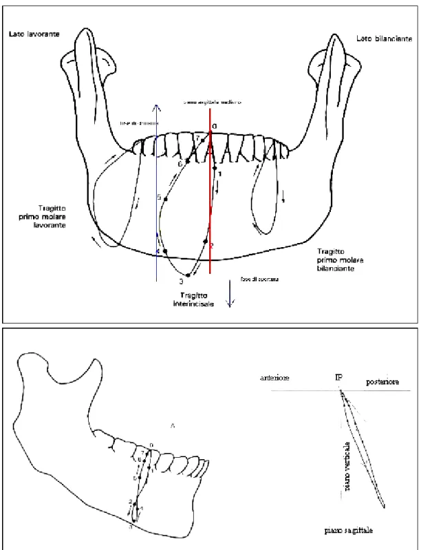 Figura 1.2: traiettorie dei denti durante un ciclo di masticazione. Sopra: traiettorie degli incisivi,  del primo molare lavorante e del primo molare bilanciante sul piano frontale