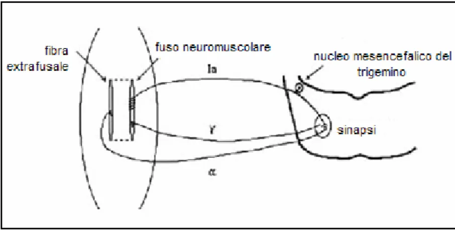 Figura 1.4: circuito monosinaptico di riflesso ed efferenti γ dei muscoli elevatori della mandibola