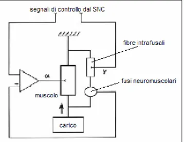 Figura 1.5: schema di controllo del carico mandibolare tramite feedback negativo tra segnali del  SNC e fusi neuromuscolari