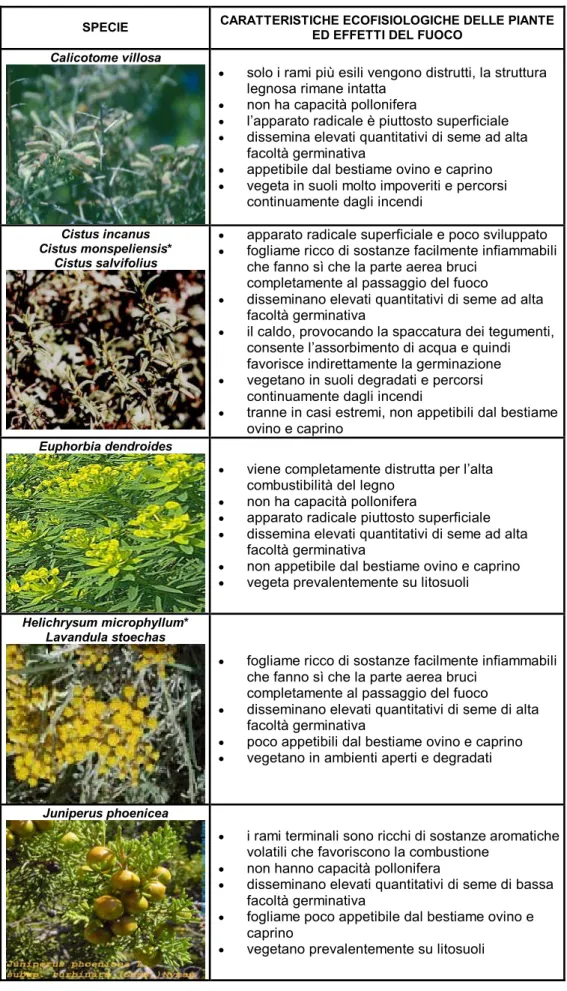 Tabella 7.3: specie mediterranee totalmente distrutte dal fuoco. 