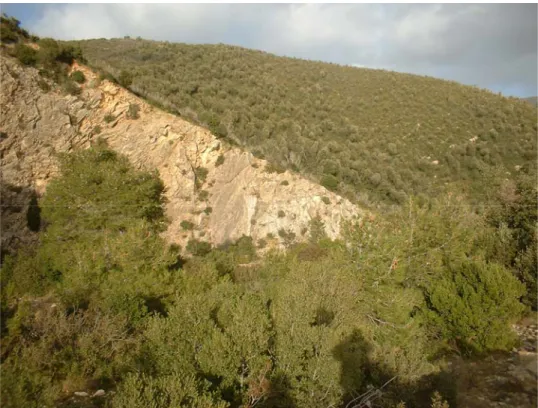 Figura 7.10: pini d’Aleppo fotografati in una radura in prossimità della cima del Monte Castellare, 