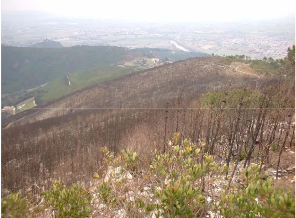 Figura 7.1: 20 Febbraio 2005, Monte Pisano; pineta di pino marittimo bruciata nell’incendio del 