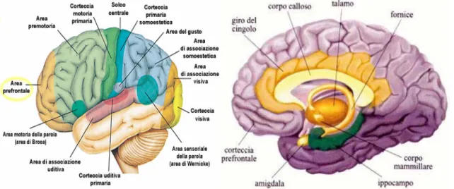 Figura 1.6 : rappresentazioni del cervello umano. 