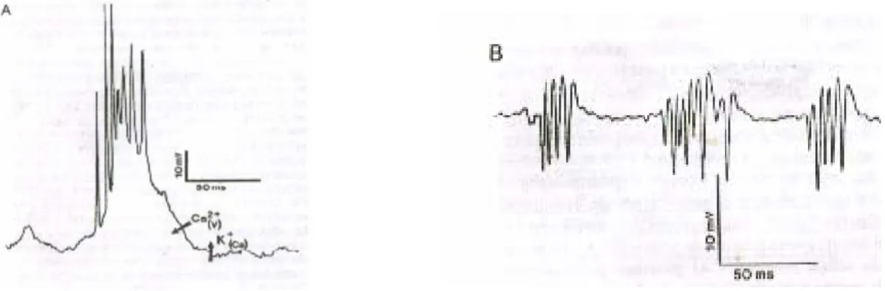 Figura 1.8 : burst nelle cellule piramidali CA3.( A) : burst spontaneo in cellule normali