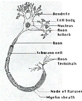 Figura 1.1: disegno schematico  del neurone con le sue strutture principali. 
