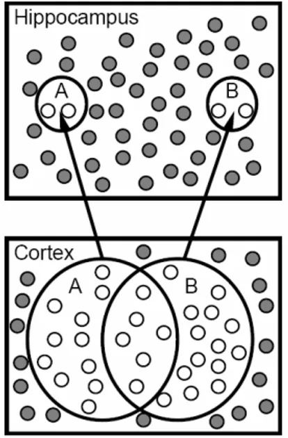 Figura 3.4: schematizzazione pratica di pattern separation nell’ippocampo. A  e  B indicano due 