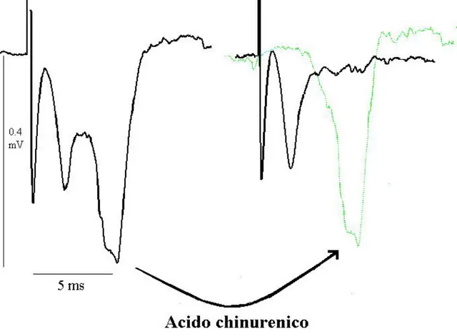 Figura 2.6 La perfusione di soluzione contenente 1 mM di acido chinurenico  elimina      completamente la componente postsinaptica del segnale (onda verde)