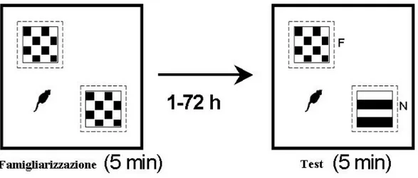 Figura 2.2 Le due fasi dell’ORT  