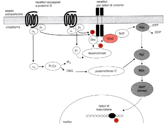 Fig . 6.  Attivazione di MAP chinasi indotta dai GPCRs.