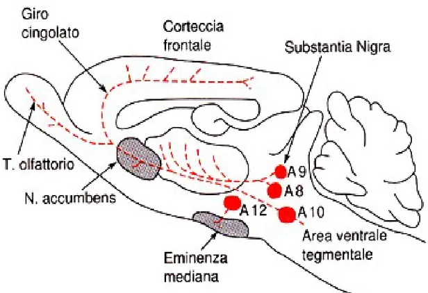Fig. 11. Vie dopaminergiche del sistema nervoso centrale di ratto