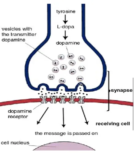 Fig . 1. Trasmissione dopaminergica