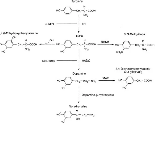 Fig . 2.   Sintesi e metabolismo della dopamina.