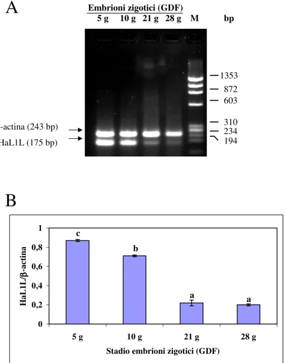 Figura 15. Livello di espressione relativa di HaL1L stimato mediante RT-PCR. L’amplificazione dei  trascritti per HaL1L e  β -actina è condotta usando 5  µ g di RNA totale estratto da embrioni zigotici a  stadi diversi di sviluppo (giorni dalla fecondazion