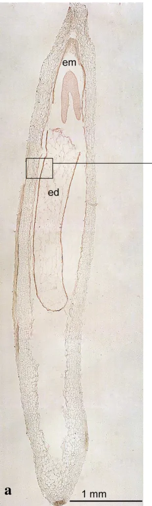 Figura  17.  a:  Sezione  longitudinale  di  un  seme  con  embrione  di  circa  5  giorni  dalla  data  di  fecondazione  del  fiore  del  disco  (5  GDF)  ibridata  con  sonda  HaL1L  antisenso