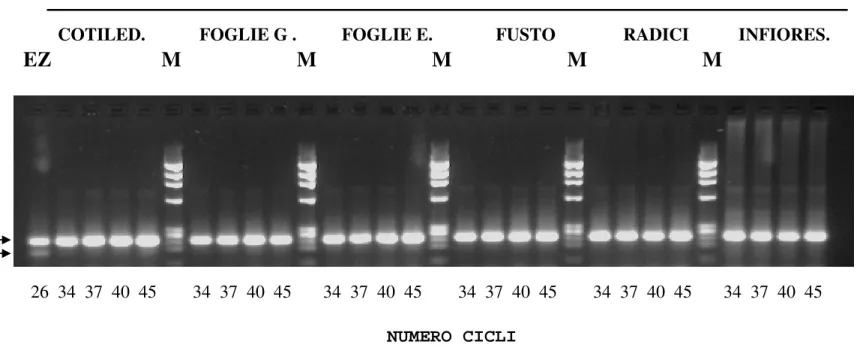 Figura 20. Amplificazione dei trascritti per HaL1L e  β -actina, mediante RT-PCR,  condotta usando 5  µ g di RNA totale estratto  da  embrioni  zigotici  al  decimo  giorno  dalla  fecondazione  (giorni  dalla  fecondazione:  GDF)  e  dai  seguenti  tipi  