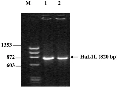 Figura 11. Elettroforesi su gel di Agarosio al 2% colorato con Bromuro di Etidio. Amplificazione  con la coppia di oligonucleotidi CHI-TcDNA e CHI-SR: corsia 1, amplificato di DNA genomico;  corsia 2, amplificato di cDNA per HaL1L; corsia M, “Marker” di pe