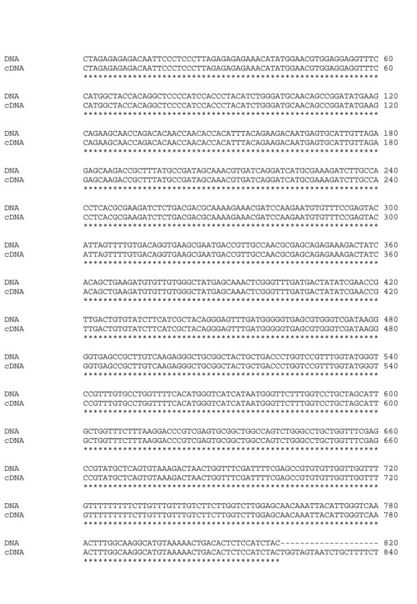 Figura 12. Allineamento degli amplificati di cDNA e DNA genomico con il programma ClustalW