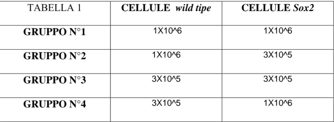 TABELLA 1  CELLULE  wild tipe CELLULE Sox2 