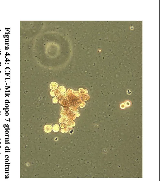 Figura 4.5: CF U-M e CF U-G  d o po 7 giorni di coltura in metilcellulosa (ingrandimento 100x) Figura 4.4: CFU-Mk dopo 7 giorn i di colturain metilcellulosa (ingrandimento 100x)MG