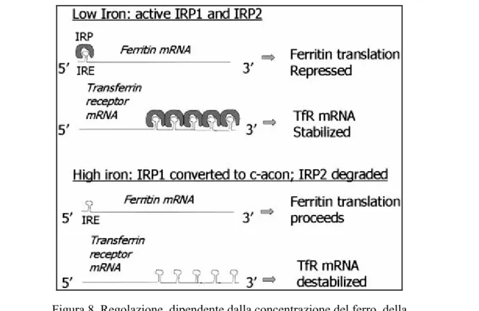 Figura 8. Regolazione, dipendente dalla concentrazione del ferro, della  traduzione dell’mRNA per la ferritina