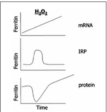 Figura 9. Regolazione della H-ferritina.  Cambiamento temporale della trascrizione  e traduzione della ferritina in risposta al  perossido di idrogeno
