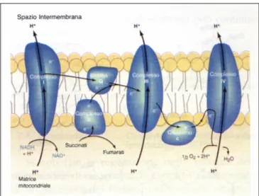 Figura 13. I quattro complessi dei trasportatori degli elettroni  nella sequenza di trasporto degli elettroni nella catena respiratoria  mitocondriale