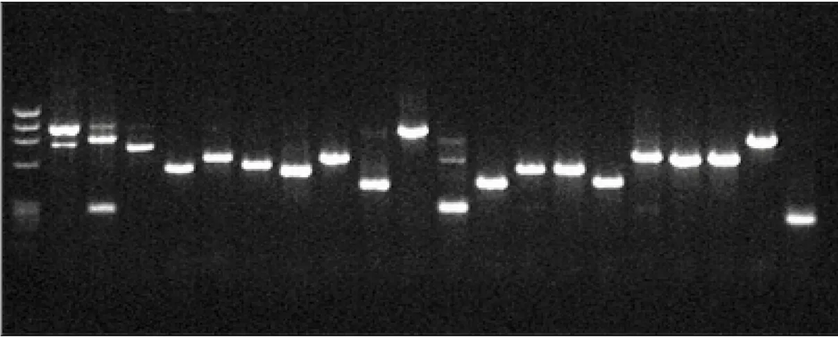 Figura 5:  COLONY  PCR  DI ALCUNI CLONI DELLA BANCA FORWARD , MARKER  IX. 
