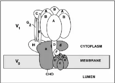Figura 18: struttura della pompa H + /ATPase lisosomiale.  E’ composta da due domini. Il dominio periferico V1  (in bianco) è responsabile dell’idrolisi dell’ATP   mentre il dominio transmembrana V0 (in grigio)  è responsabile della traslocazione dei proto