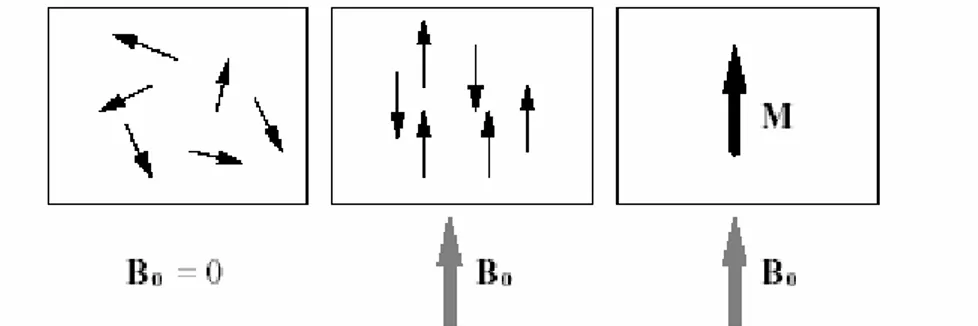 Fig. 1.1    Magnetizzazione netta allineata con B 0