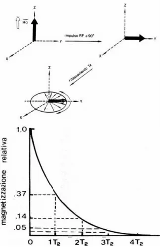 Fig. 1.3    dipendenza della magnetizzazione relativa da T2