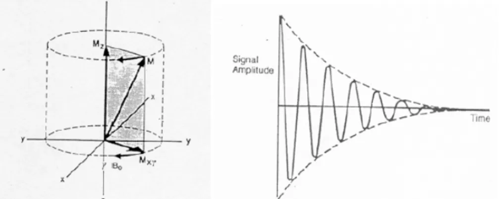 Fig 1.5   Vettore Magnetizzazione e segnale FID rilevato alla bobina 