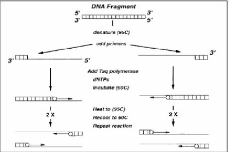 Figure 3  Polymerase Chain Reaction