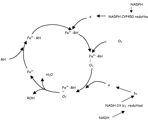 Fig 2. Ciclo catalitico del citocromo P450. RH rappresenta il substrato e ROH il corrispondente 