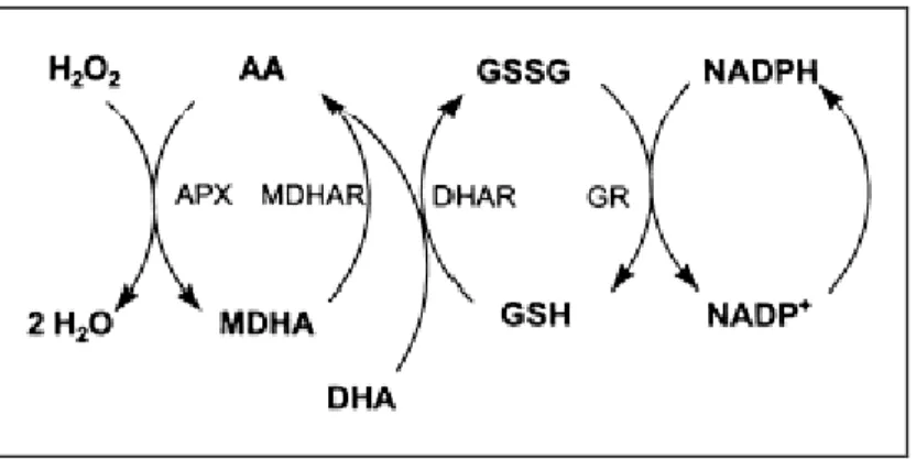 Figura 1-6: Rappresentazione del ciclo ascorbato-glutatione (o ciclo di Halliwell-Asada)