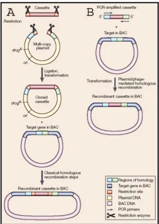 Figura 5. Tecniche di clonaggio classica e di ricombinazione a confronto. A) Metodo di clonaggio 