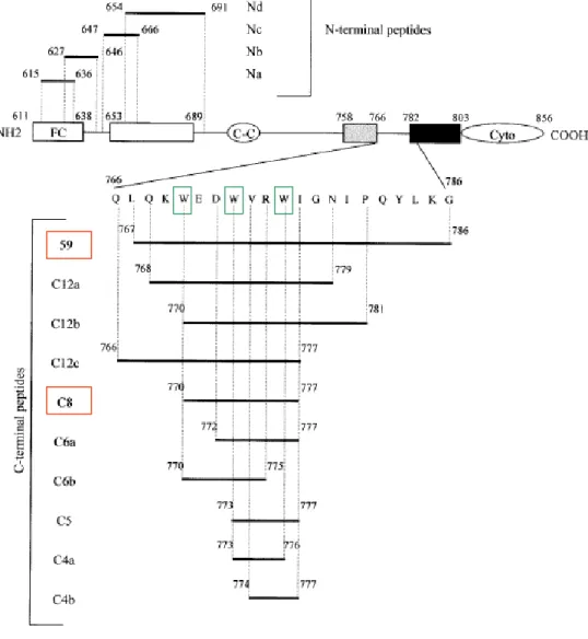 Figura 2: rappresentazione schematica della TM di FIV e dei peptidi  sintetici da essa derivati (da Giannecchini et al., 2003, Journal of  Virology) 