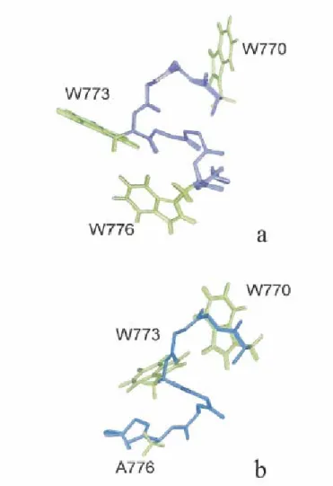 Figura 3: Struttura tridimensionale del peptide C8 (a) e del suo analogo  inattivo con Ala in posizione 776 (b) (da Giannecchini et al., 2003,  Journal of Virology)
