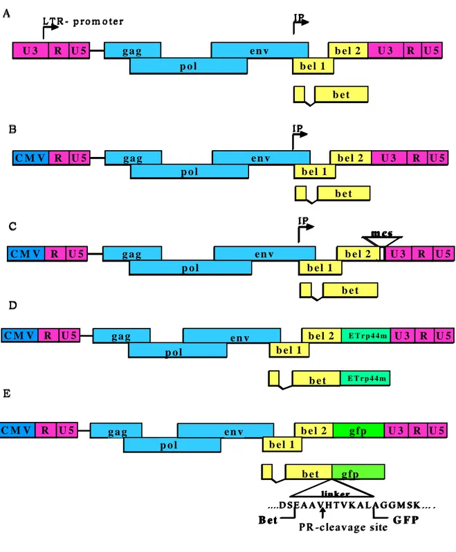Figura 3.1: Organizzazione genomica di: A) FFV wild-type B) clone pCF-7  C) clone pCF-7∆U3 D) pCF-Bet-FIV44m E) pCF-Bet-GFP 