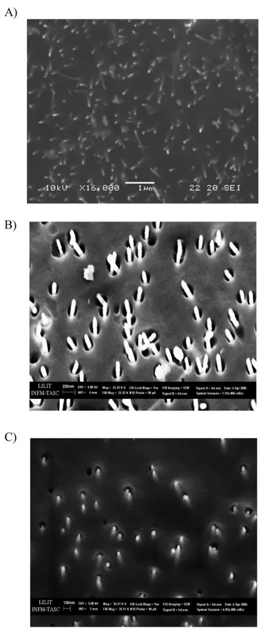 Fig. 1. SEM (A) and FE-SEM (B, C) images of a NEE: A) after gold electroless deposition and peeling the gold from the outer face of the membrane; B) after etching with O 2 /Ar plasma for 30 s;