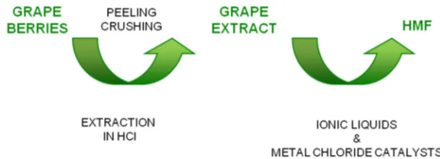 Figure 5. Scheme of the process from grape berries to HMF [Error! Bookmark not defined.]