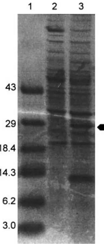 FIG. 3. SDS–PAGE gel showing separated denatured proteins from untransformed B. subtilis (lane 2) and from B