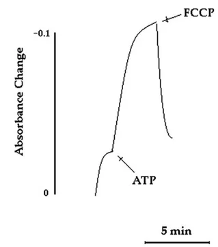 Fig. 1. The classical mechanism responsible for the entry and accumulation of weak permeant bases in acidic vesicles