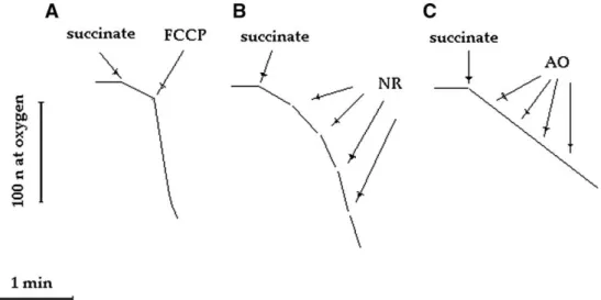 Fig. 4. A typical experiment regarding the mitochondrial respiratory rate stimulation induced by a classical uncoupler (or protonophore), FCCP (100 nM) (A), or by increasing amounts (up to 20 l M) of NR (B)
