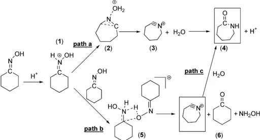 Fig. 1. Possible reaction pathways for protonated cyclohexanone oxime.