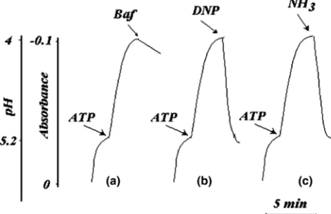 Fig. 2 (a) illustrates the rapid alkalinization of lyso-